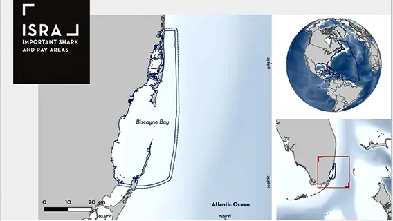 marine conservation rosenstiel school