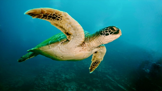 marine conservation rosenstiel school